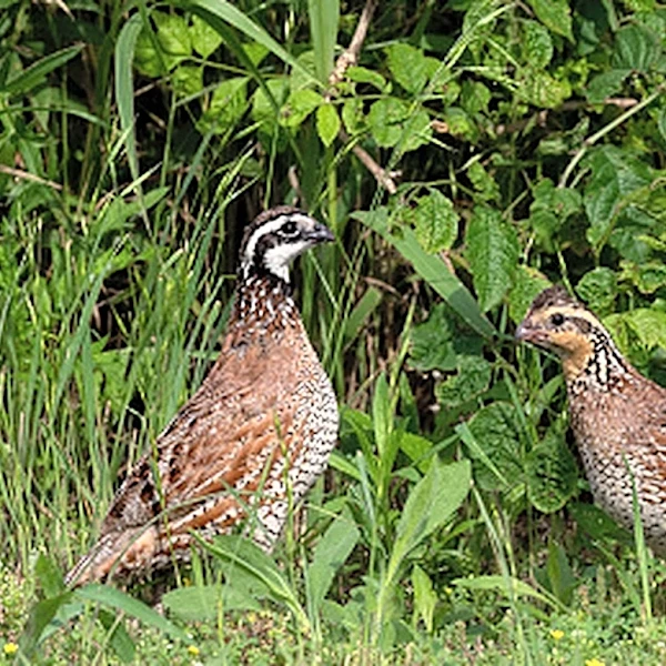 The Perennial Flower That Benefits Plants, Boosts Soil, And Feeds Birds