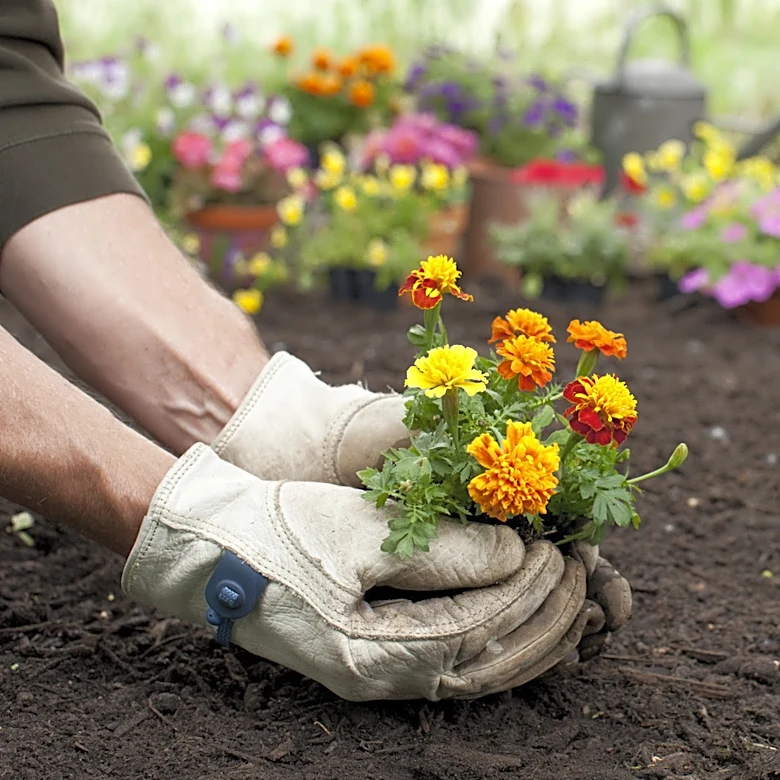 How To Fertilize Marigolds And Extend Their Beautiful Blooms