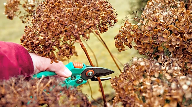 Skip Hydrangeas: The Alternative That'll Look Beautiful All Year Long