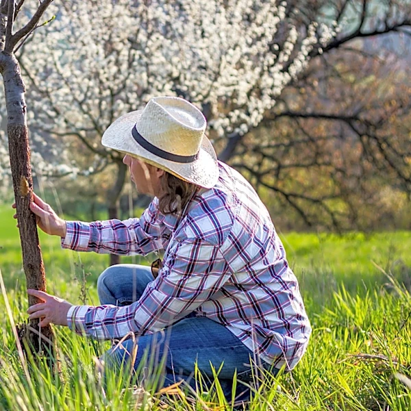 What To Do If You See Large, Bump-Like Mushrooms Growing On Your Trees
