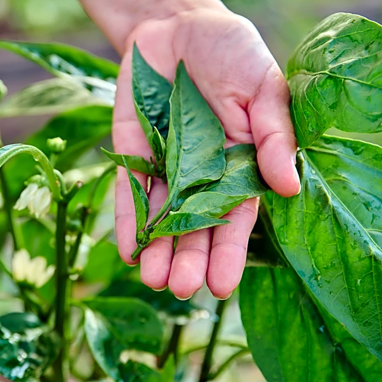 How To Prune Peppers In Late Spring For A Stronger, Fuller Plant All Summer