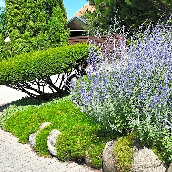 The Perennial Plant You Should Prune In June For More Showstopping Blooms