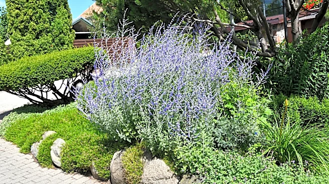 The Perennial Plant You Should Prune In June For More Showstopping Blooms