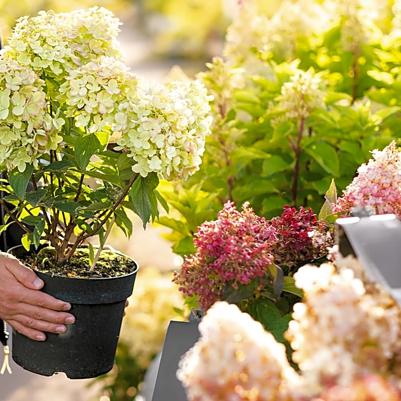 Skip Hydrangeas: The Drought-Tolerant Alternative To Add To Your Yard