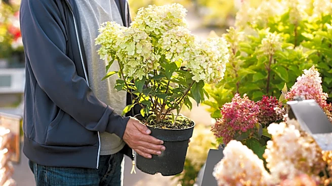 Skip Hydrangeas: The Drought-Tolerant Alternative To Add To Your Yard
