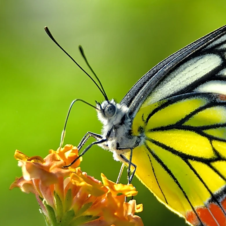 Plant This Pretty Trailing Plant In Pots For A Summer Full Of Yellow Flowers That Butterflies Love
