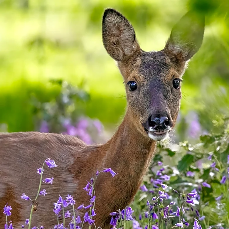 The Color-Changing Perennial That Deer Can't Stand But Pollinators Flock To