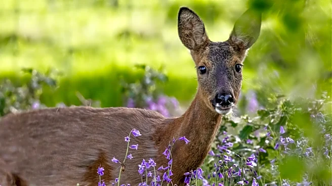 The Color-Changing Perennial That Deer Can't Stand But Pollinators Flock To