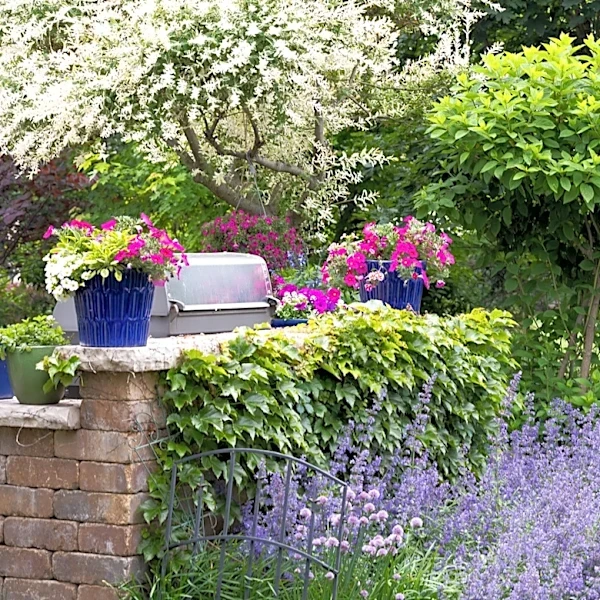 Skip Hydrangeas: The Dainty Alternative That'll Look Great In Your Small Yard