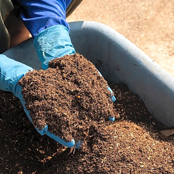 Not Coffee Grounds, Not Eggshells: The Kitchen Essential You Should Be Using As Fertilizer