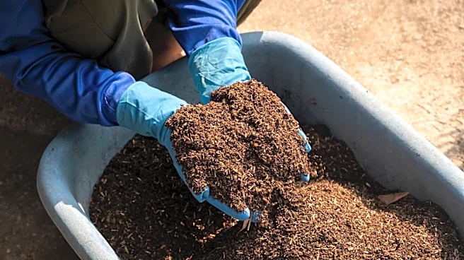 Not Coffee Grounds, Not Eggshells: The Kitchen Essential You Should Be Using As Fertilizer