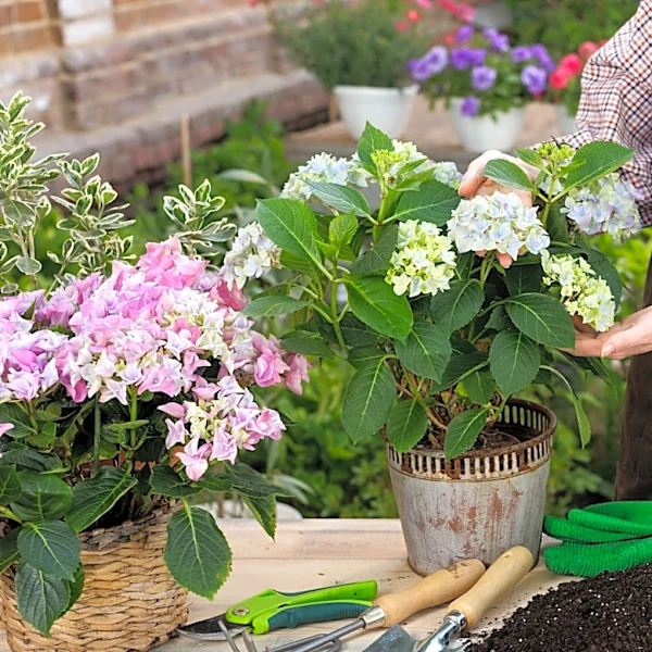 Ditch Hydrangeas: The Better Flowering Shrub For Urban Gardens