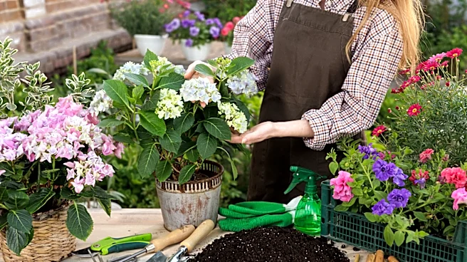 Ditch Hydrangeas: The Better Flowering Shrub For Urban Gardens