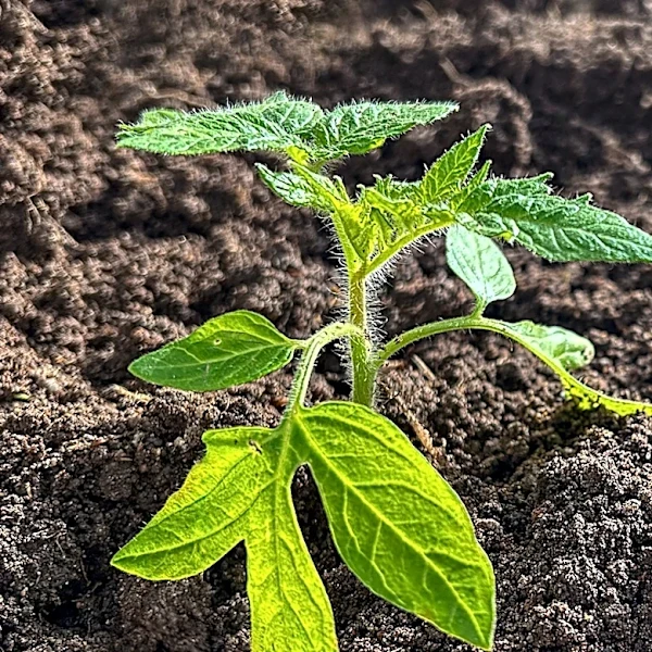 Not Basil: This Tomato Plant Companion Grows As A Ground Cover To Block Out Weeds