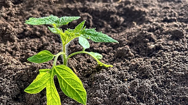 Not Basil: This Tomato Plant Companion Grows As A Ground Cover To Block Out Weeds