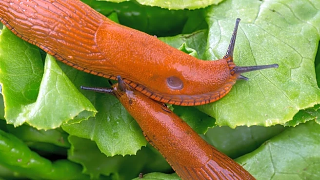 Is The Solution To Keeping Snails And Slugs Out Of Raised Beds Already In Your Yard?