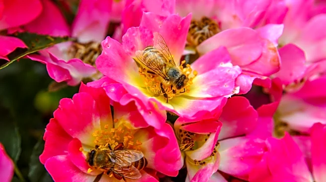 Not Bee Balm, Not Columbine: The Shade-Loving Flower Pollinators Can't Resist