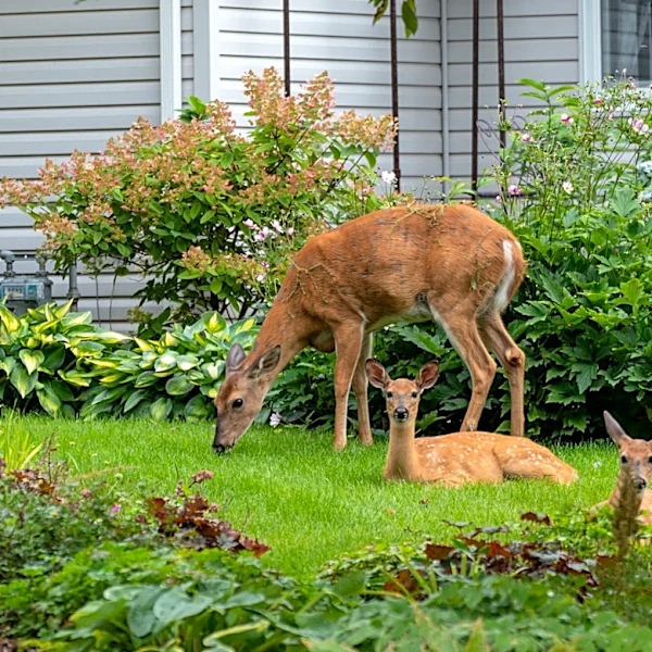 Not Coneflower: There's A Deer-Resistant Ground Cover With Pretty Flowers For Your Beds