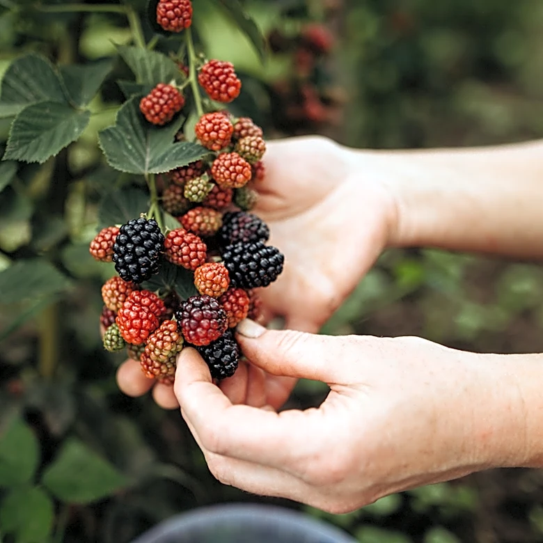8 Best Fruits You Can Still Plant In June
