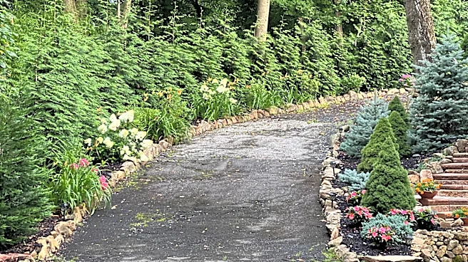 Not Brick, Not Pavers: The Yellow Flowering Shrub That'll Beautifully Edge Your Driveway