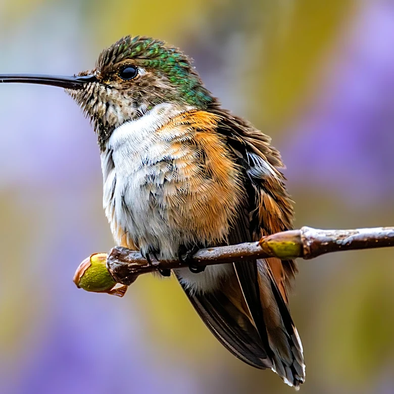 8 Flower Colors That Will Have Hummingbirds Swarming Your Garden (& 3 They Avoid)