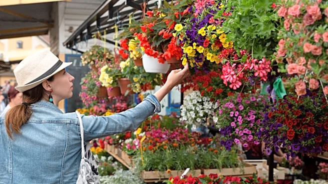 Fill Your Hanging Baskets With A Tropical Creeping Plant That Hummingbirds Adore