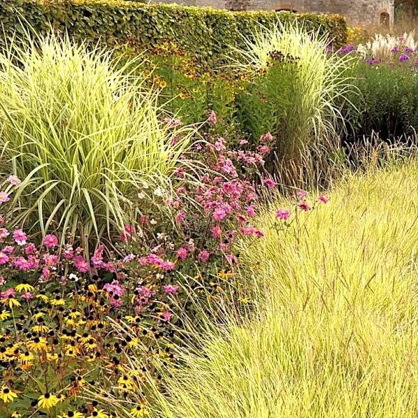 Don't Get Duped By Its Beauty: The Ornamental Grass You Might Not Want In The Yard
