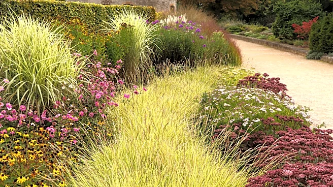 Don't Get Duped By Its Beauty: The Ornamental Grass You Might Not Want In The Yard