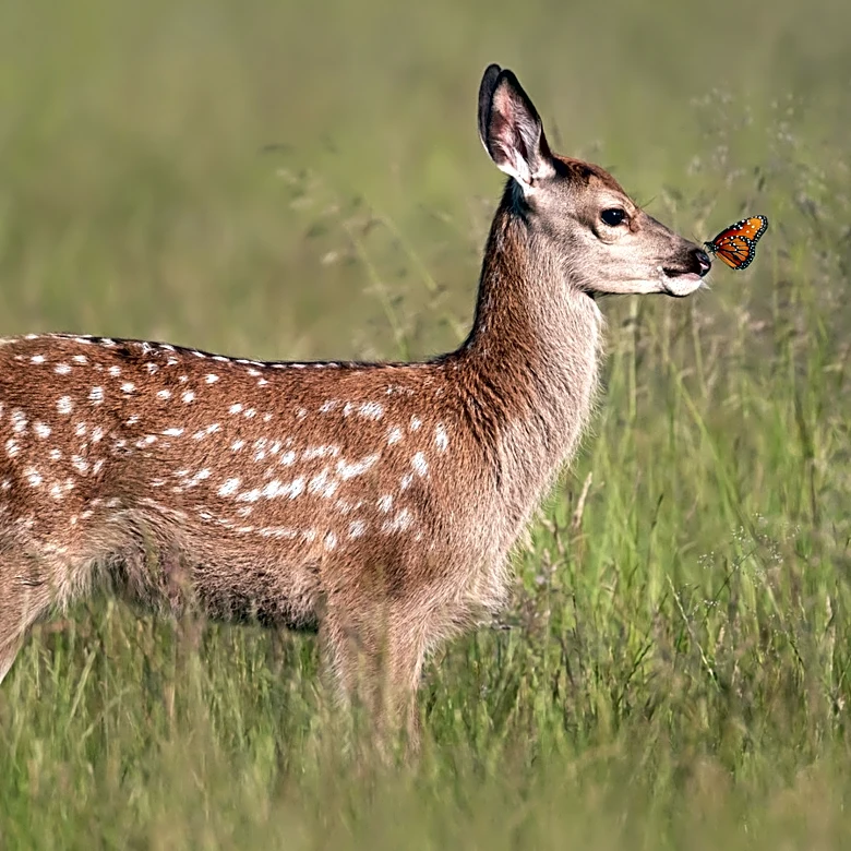 The Butterfly-Friendly Ground Cover That Deer Want Nothing To Do With