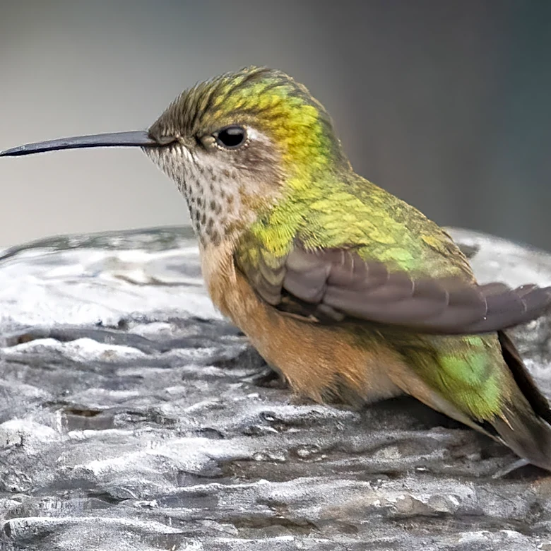 Ditch The Traditional Bird Bath For A Hummingbird-Attracting DIY Solution