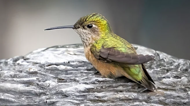 Ditch The Traditional Bird Bath For A Hummingbird-Attracting DIY Solution