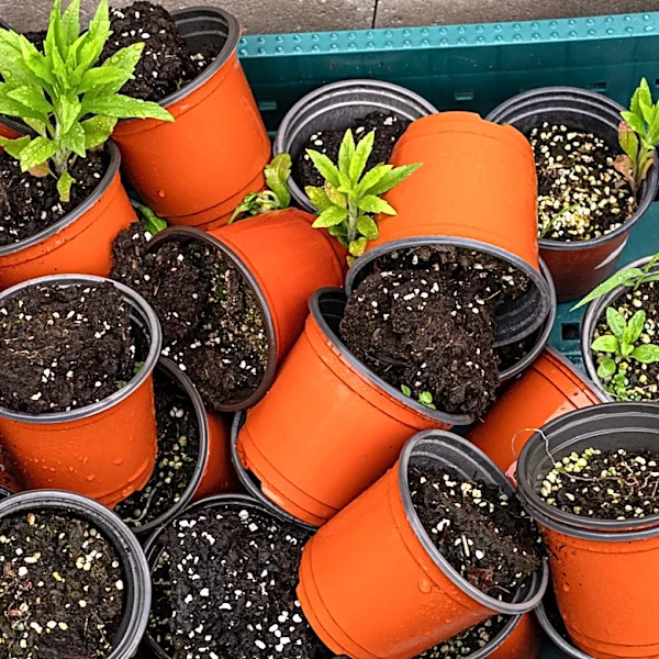 Turn Old Nursery Pots Into The Cutest Wreath Decor For Your Patio
