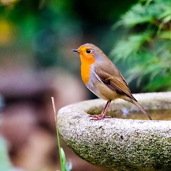 Goodbye Traditional Bird Baths: There's An Amazon Find That Lights Up Your Yard