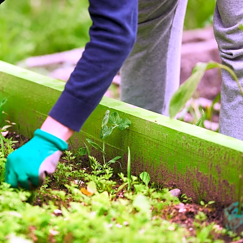Ditch Raised Planter Beds: The Cheaper Alternative That Naturally Keeps Weeds Out