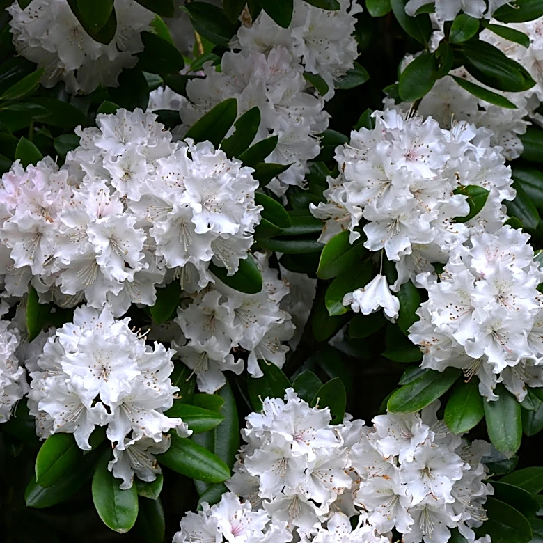 Award-Winning Gardener Grows Over 1,000 Shrubs: The Rhododendron King