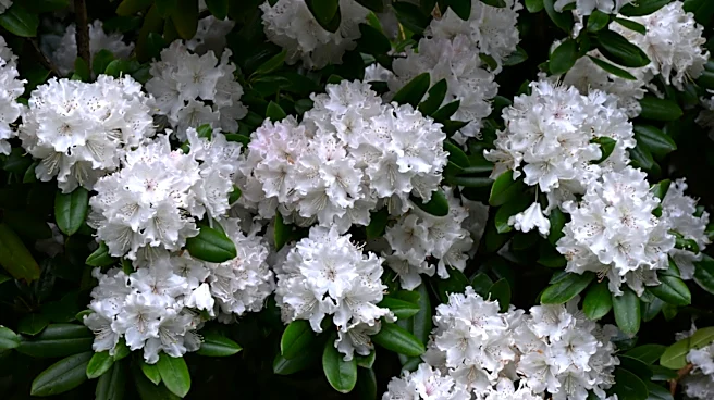 Award-Winning Gardener Grows Over 1,000 Shrubs: The Rhododendron King