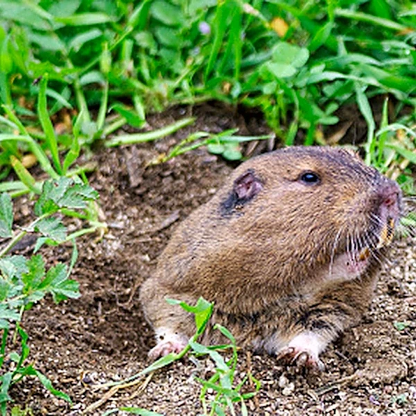 17 Plants That Can Help Keep Gophers Out Of Your Yard & Garden