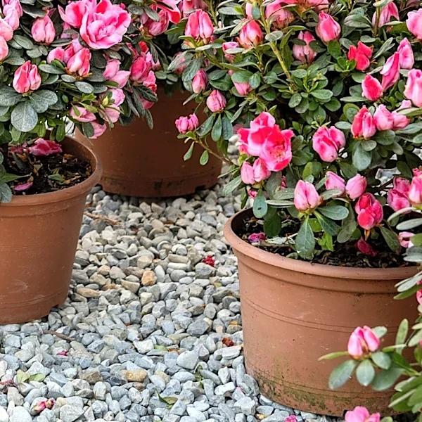 Goodbye Traditional Nursery Pots: There's An All-Natural Alternative To Consider