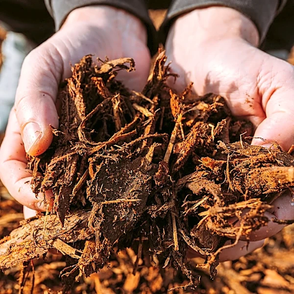 Not Weed Or Temperature Control: How Mulch Can Boost Your Garden's Health