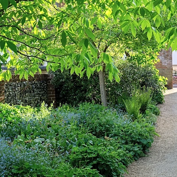 Not Hostas, Not Begonias: The 'Lovely' Ground Cover That's Great For Shaded Areas
