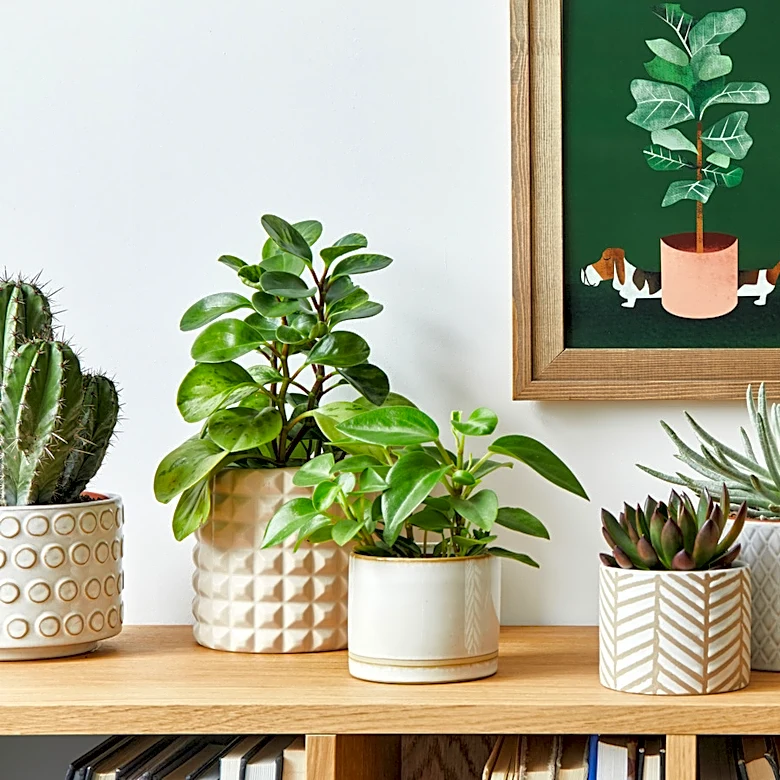 Sick Of Dirt-Covered Shelves? Try A Stylish Plant Storage Solution From IKEA