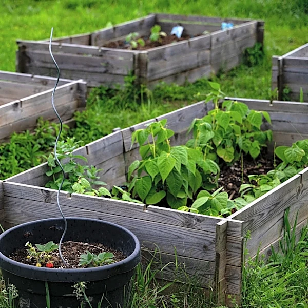 Ditch Boring Planters For Amazon's Smart Solution- 'My Vegetables Have Never Looked Greener'