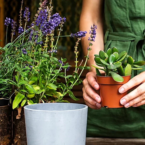 How To Turn A Simple Jade Tree Into A Beautiful & Sculpted Statement Piece