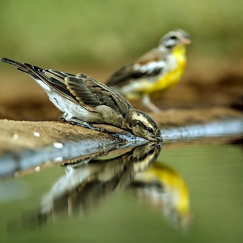 Ditch The Standard Bird Bath: Amazon Has A Beautiful Solution To Provide Water