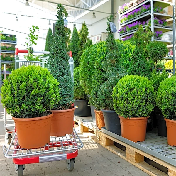 The Fast-Growing Tree That Attracts Birds And Butterflies To Your Yard