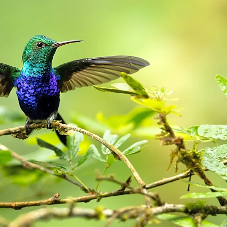 Not Weigela, Not Bluebeard: The Colorful Shrub That Hummingbirds Can't Resist