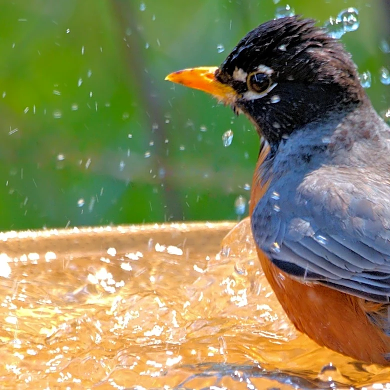 Ditch Traditional Bird Baths For Costco's Bubbler Fountain That Looks & Sounds Beautiful