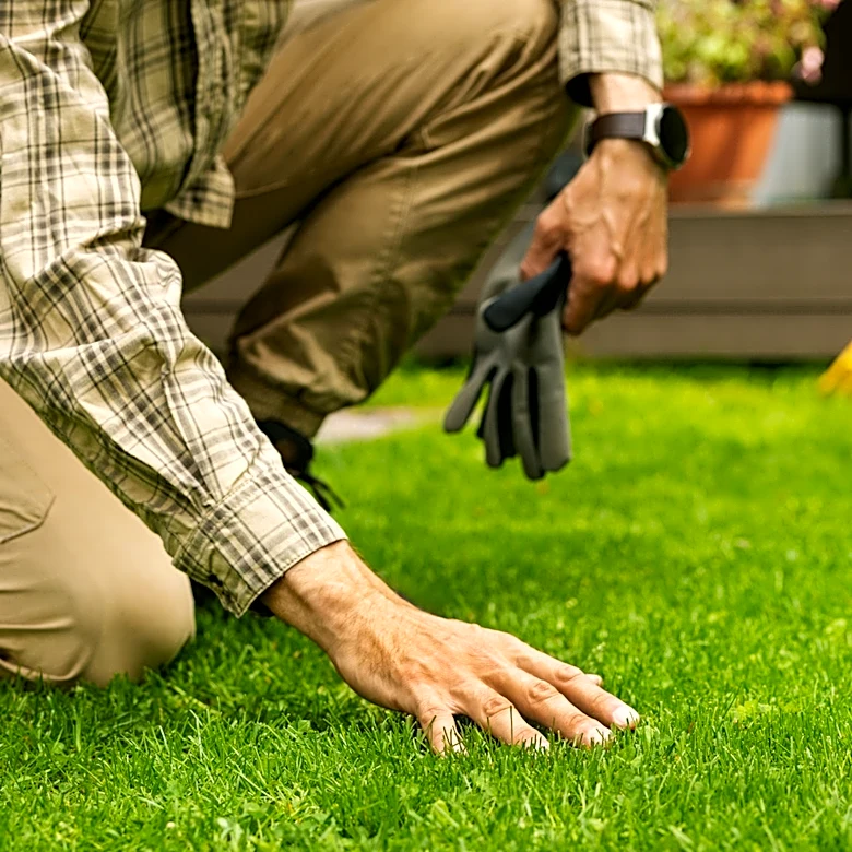 What To Do If You Find Reddish Brown Circles On Your Lawn And Grass