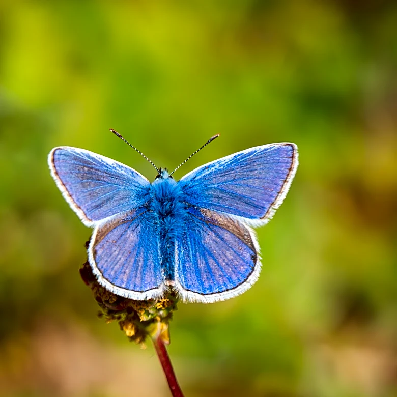 Not Milkweed Or Coneflower: The Sunny Annual Flower That Butterflies Love