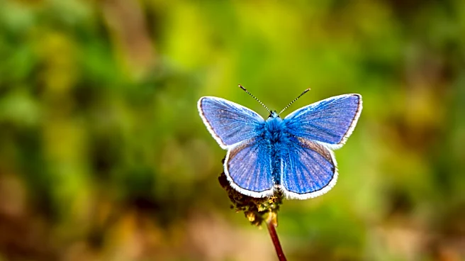 Not Milkweed Or Coneflower: The Sunny Annual Flower That Butterflies Love